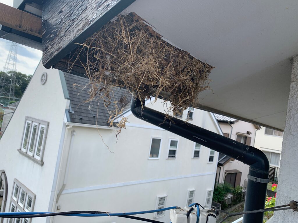 内部に鳥の巣と大量の草木が詰まっていた
